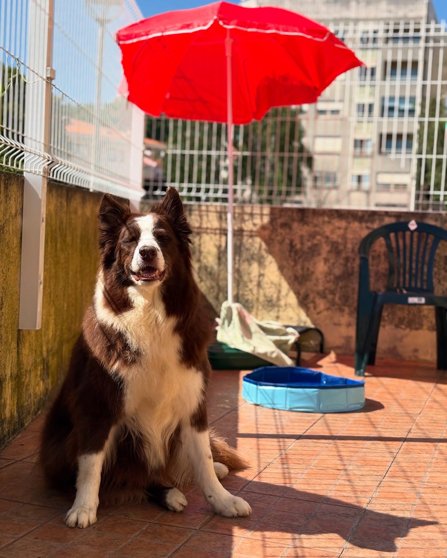 Border collie sentado ao sol no pátio da creche, junto ao guarda-sol vermelho