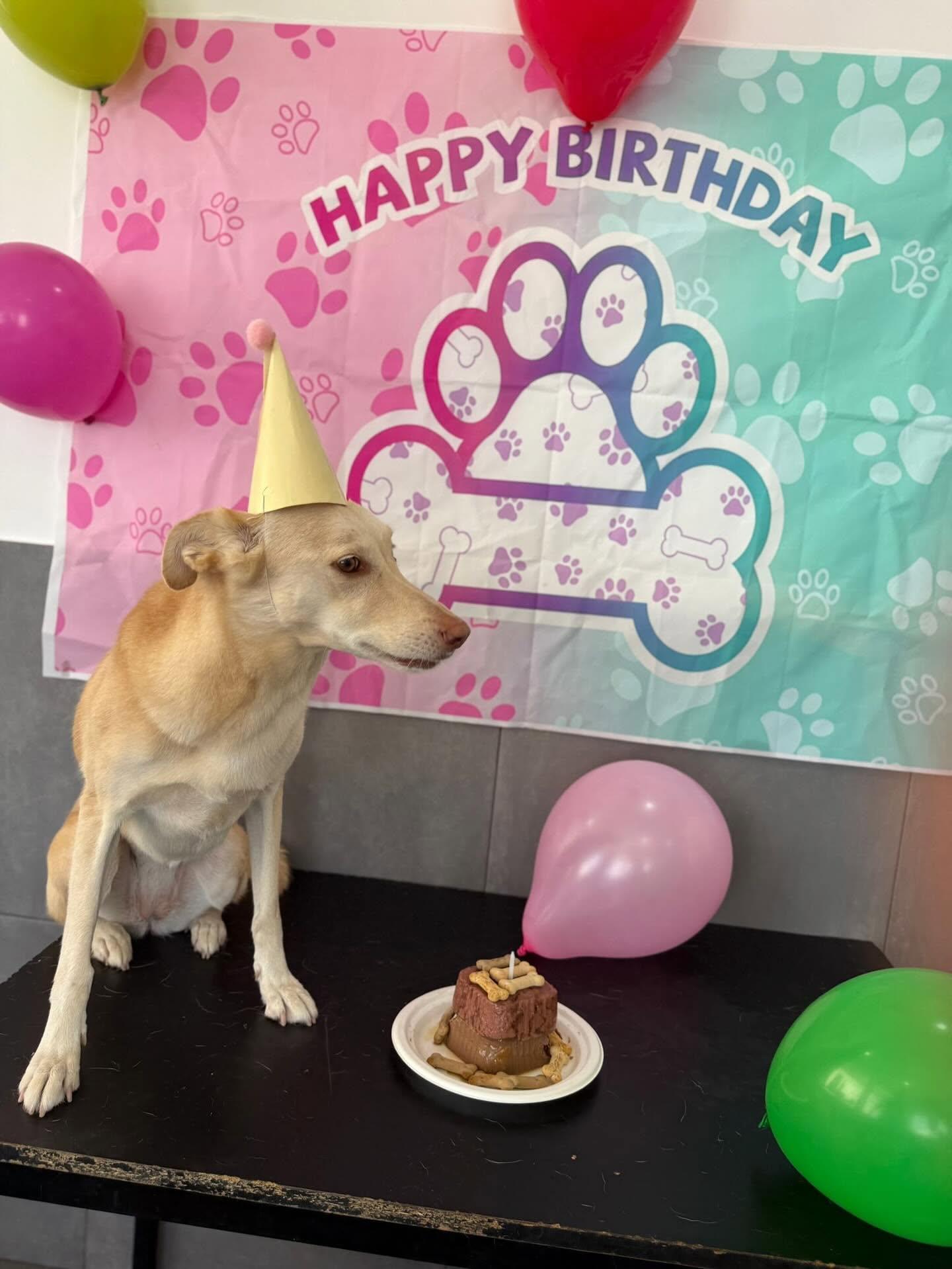 Cão com chapéu de aniversário ao lado de um bolo para cães e balões, numa festa na creche
