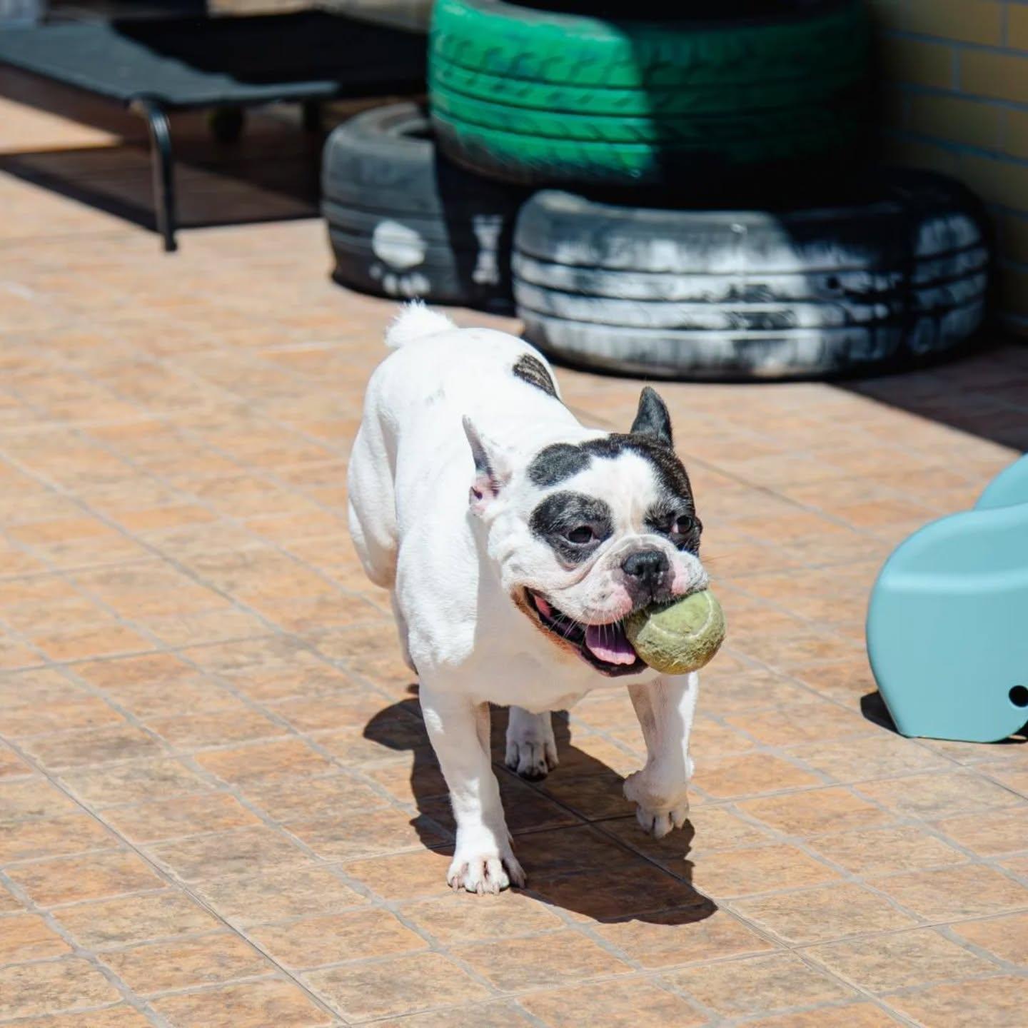Bulldog francês branco e preto a correr com uma bola de ténis na boca