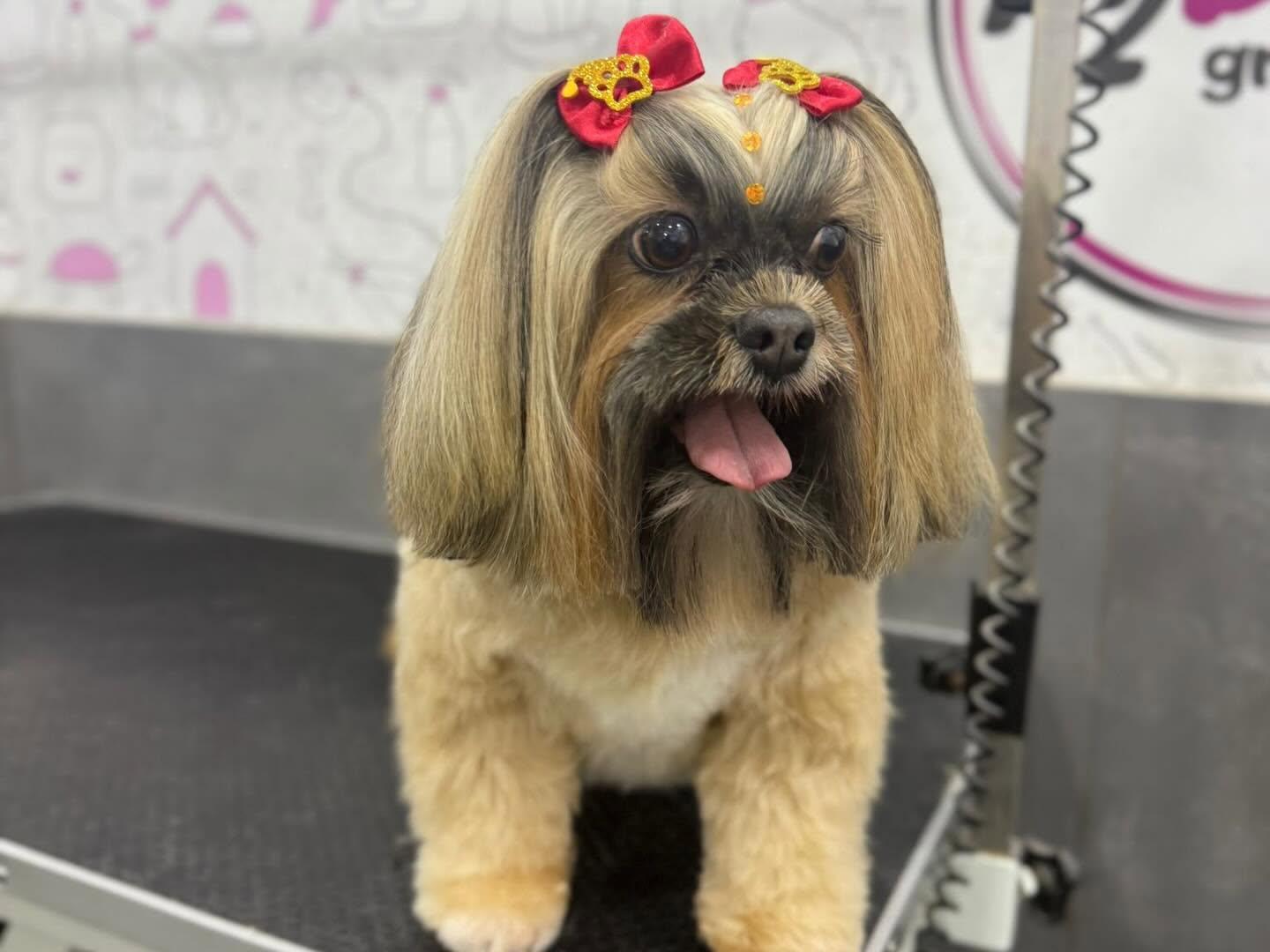 Shih tzu com laços vermelhos, depois do arranjo, sobre a mesa de grooming