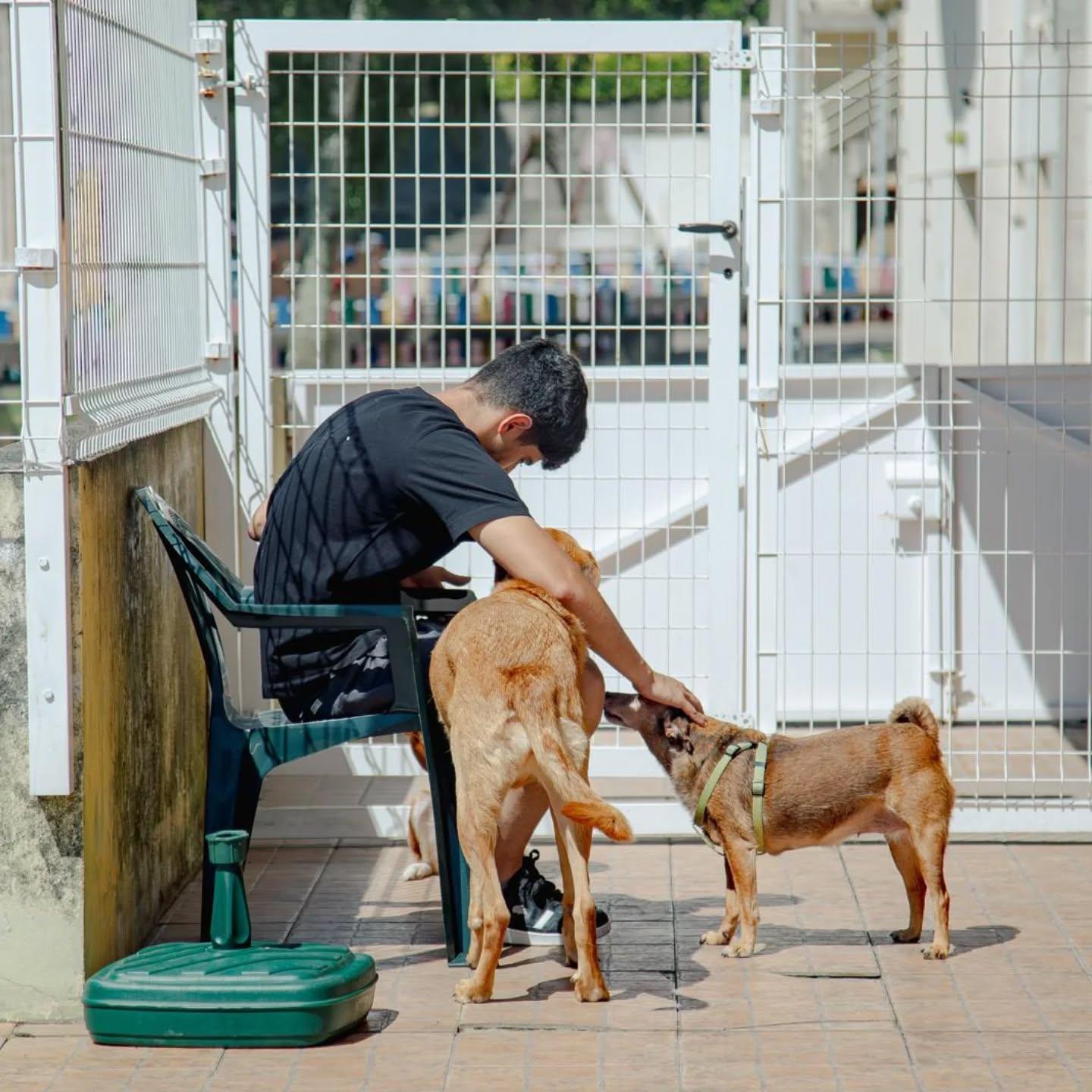 Colaborador sentado numa cadeira a fazer festas a dois cães no pátio