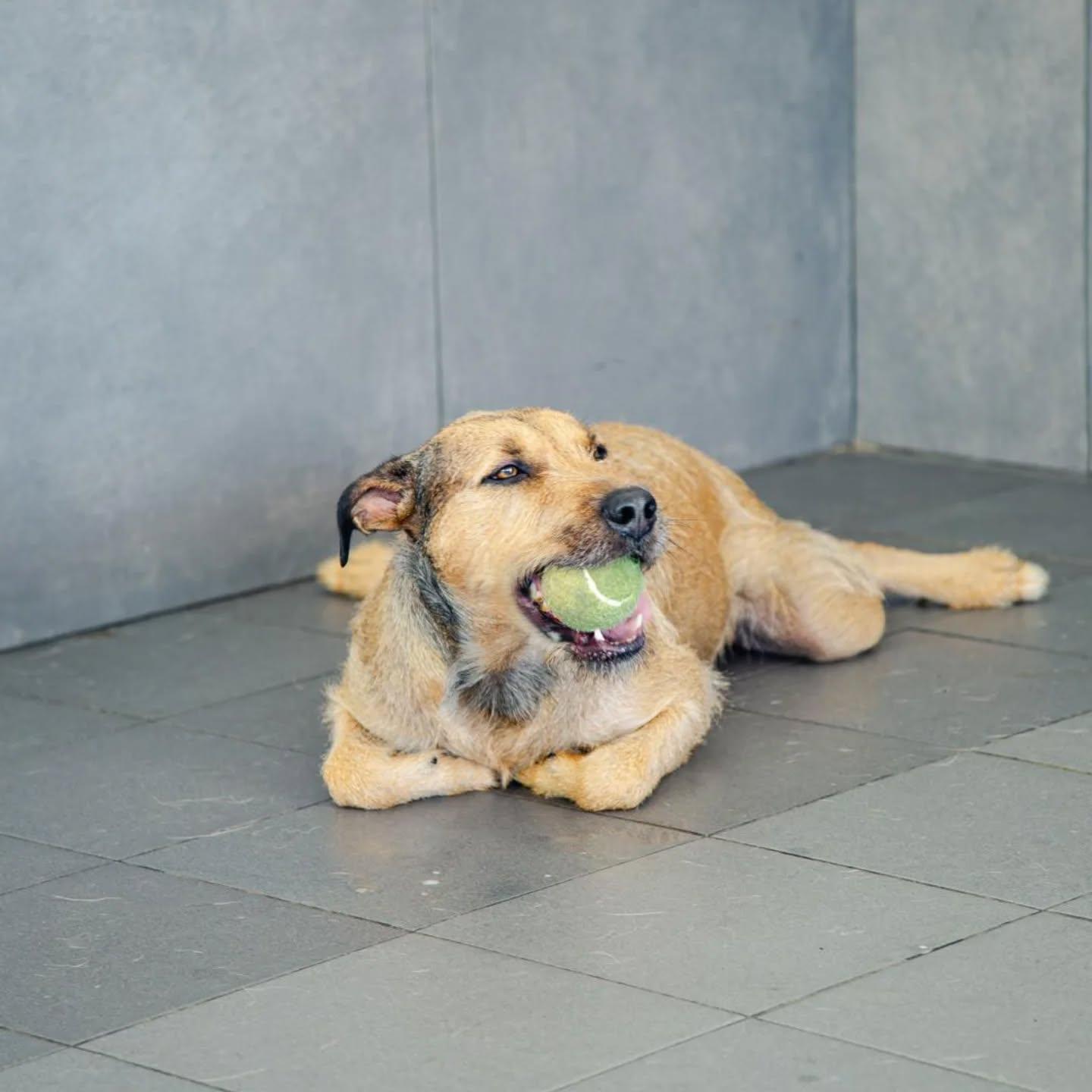 Cão deitado no chão com uma bola de ténis na boca