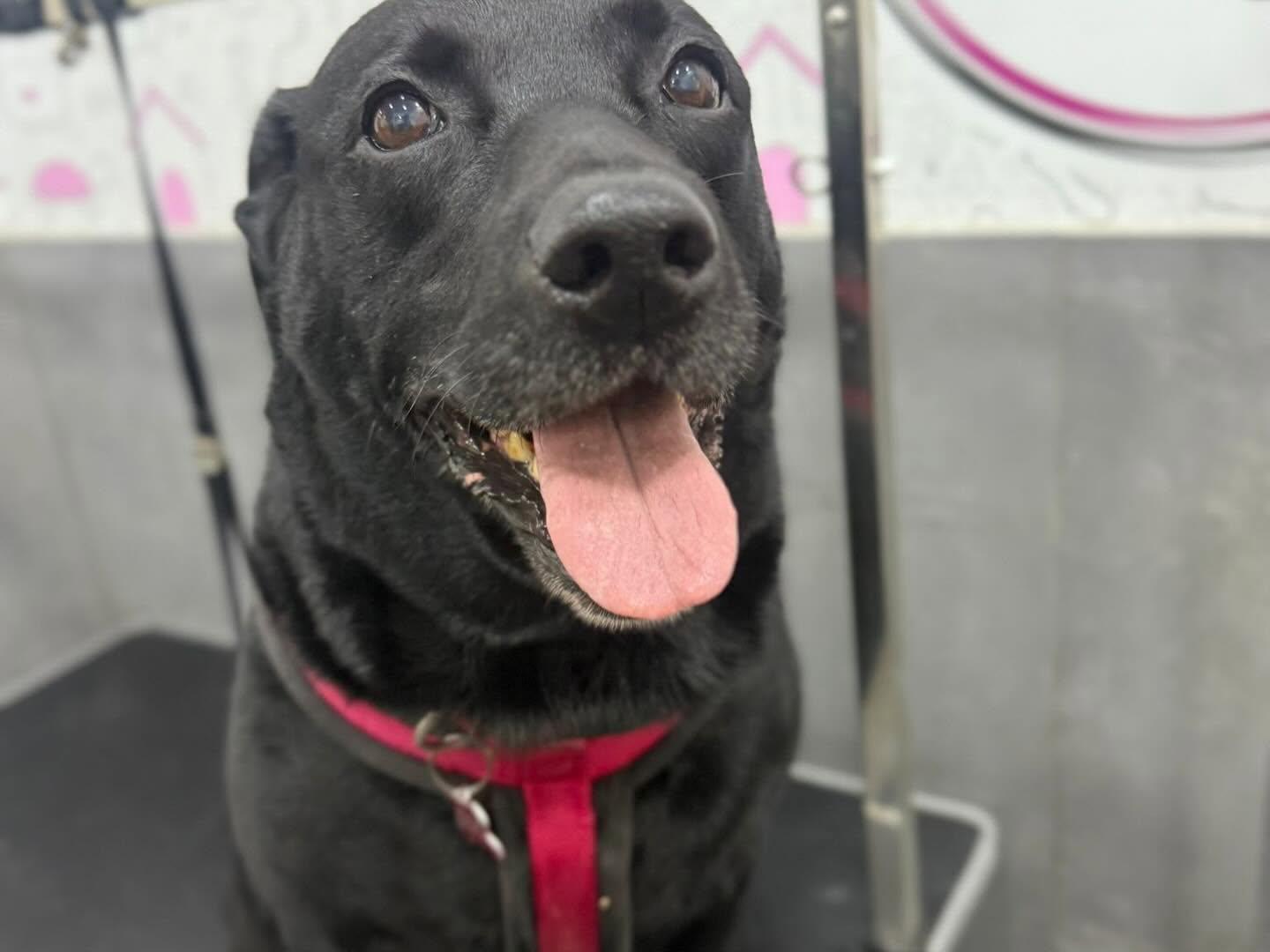 Labrador preto de língua de fora na mesa de grooming