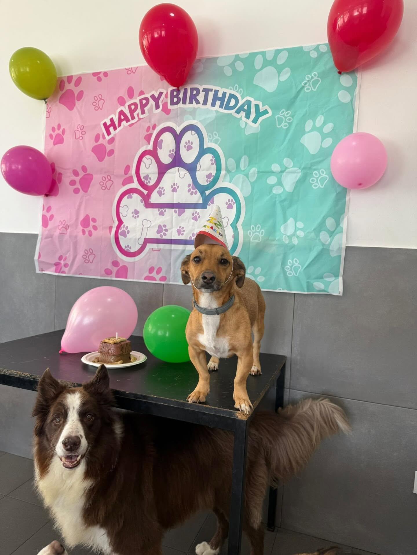 Cão com chapéu de festa em cima da mesa de aniversário, com um border collie à frente