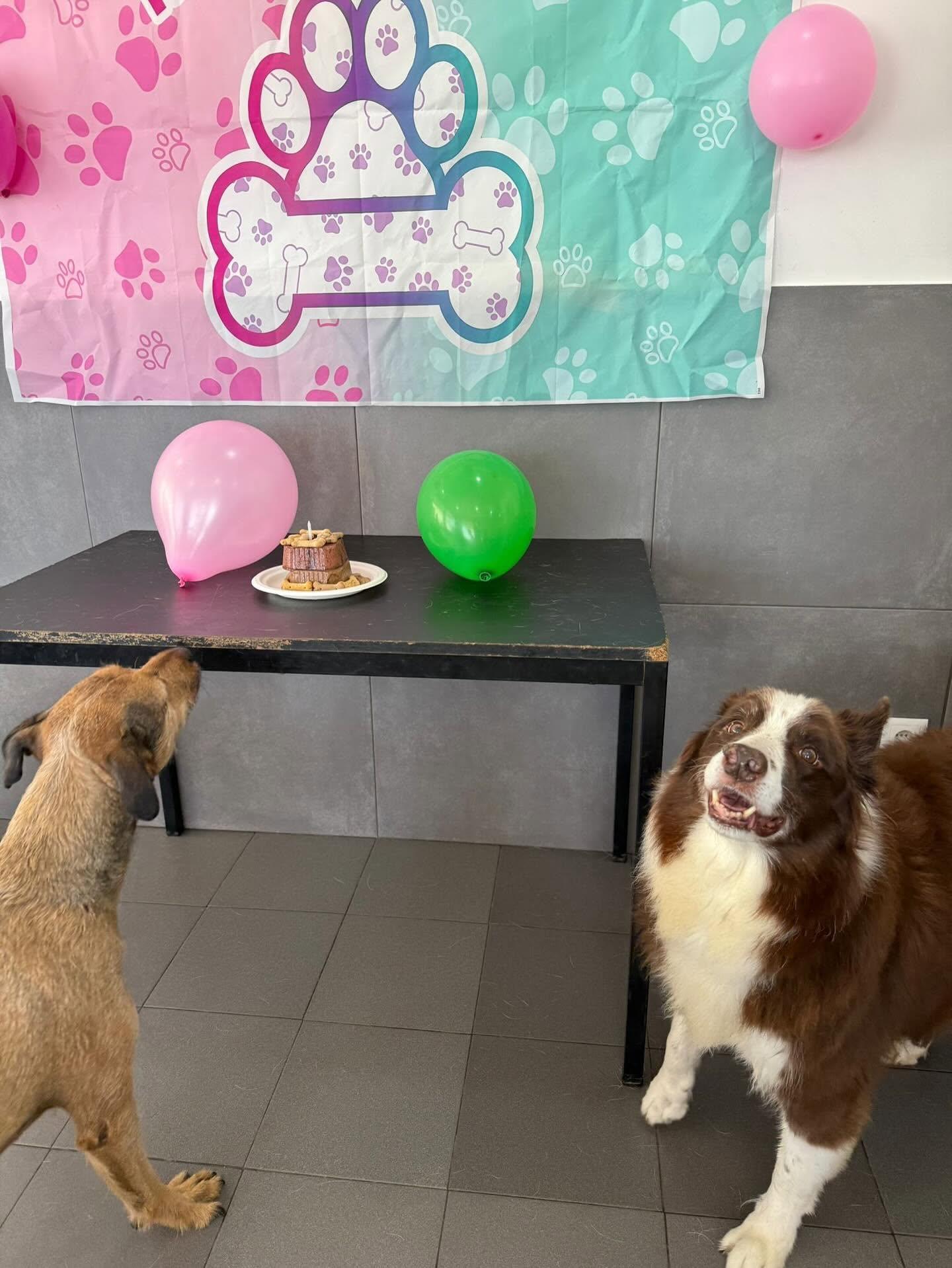 Dois cães junto à mesa de aniversário com bolo para cães e balões
