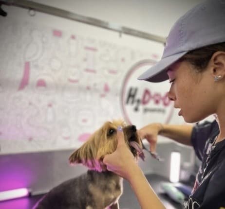Tosquiadora a arranjar o pelo de um yorkshire na mesa de grooming